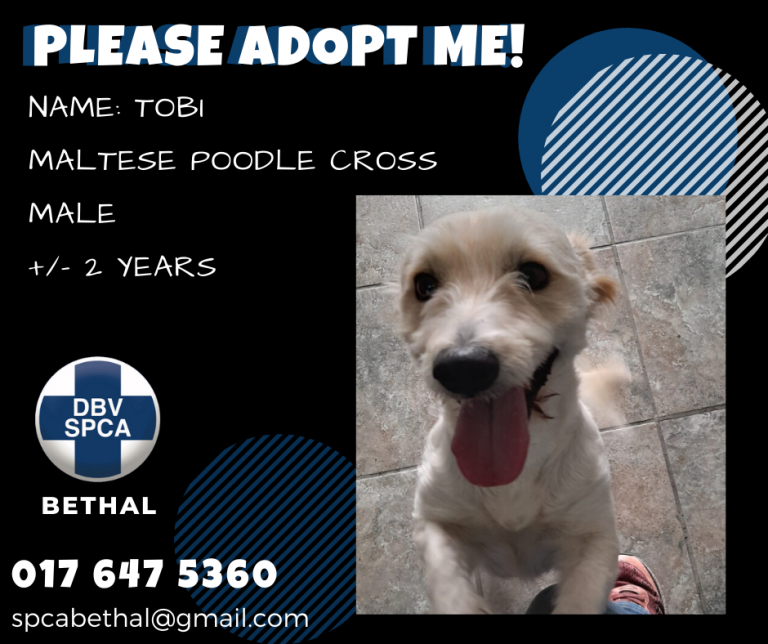 Bethal SPCA has adoptions available