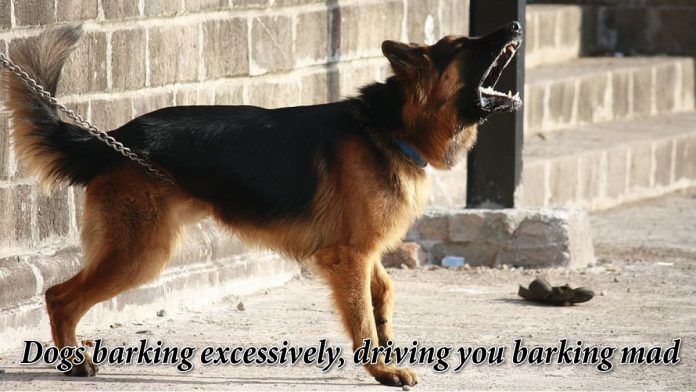 Dogs barking excessively, driving you barking mad