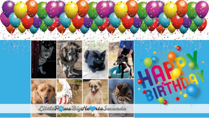 The Road Less Travelled – Little Paws Big Hearts 7-year birthday