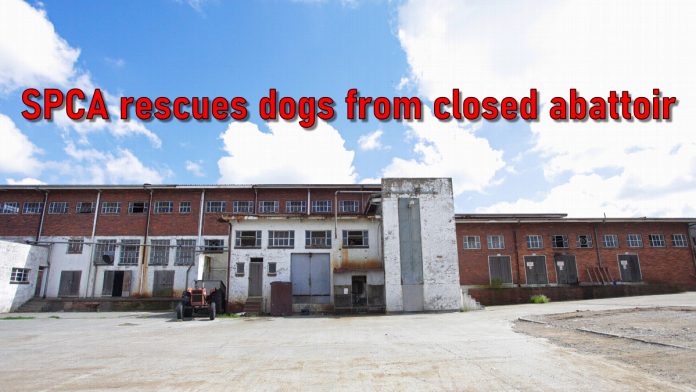 SPCA rescue abandoned dogs at a closed abattoir