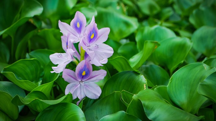 water Hyacinth