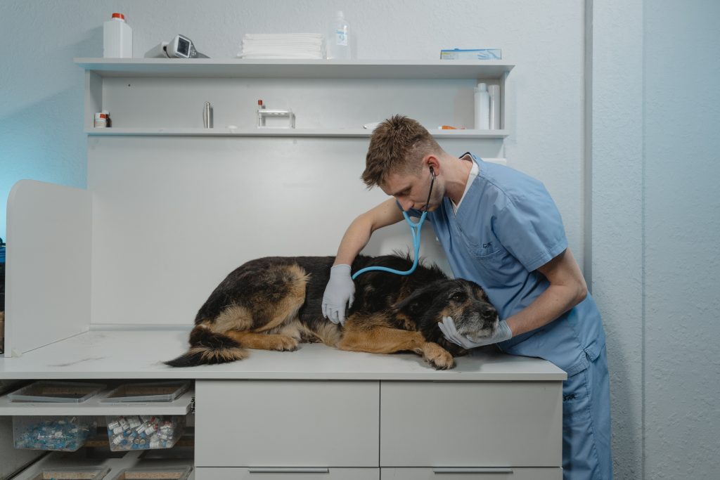 veterinarian