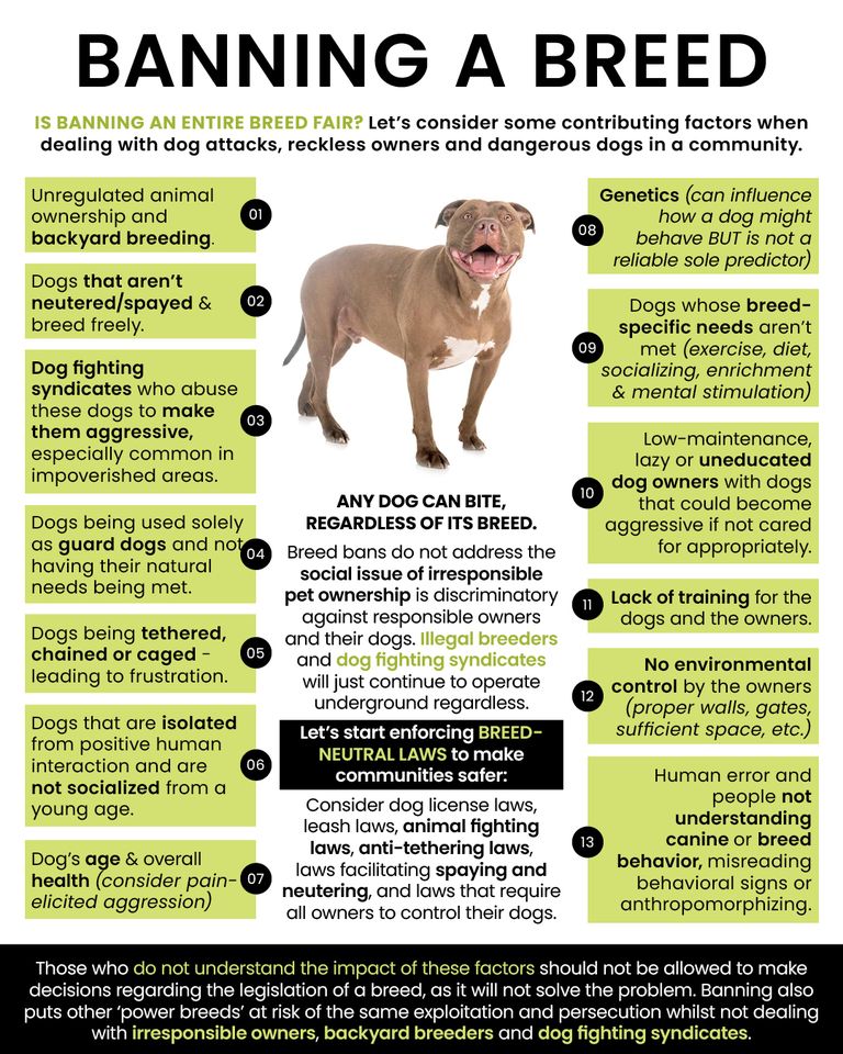 ANIMALS 101 BLAMING THE WRONG END OF THE LEASH PITBULL CRISIS The