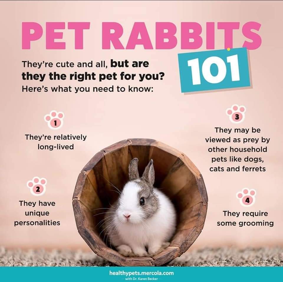 ANIMALS 101 – THE TRAGEDY OF THE EASTER BUNNY - The Bulletin