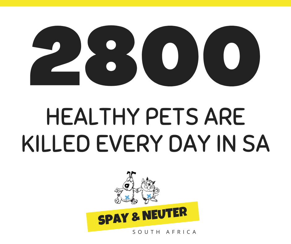 spay and neuter