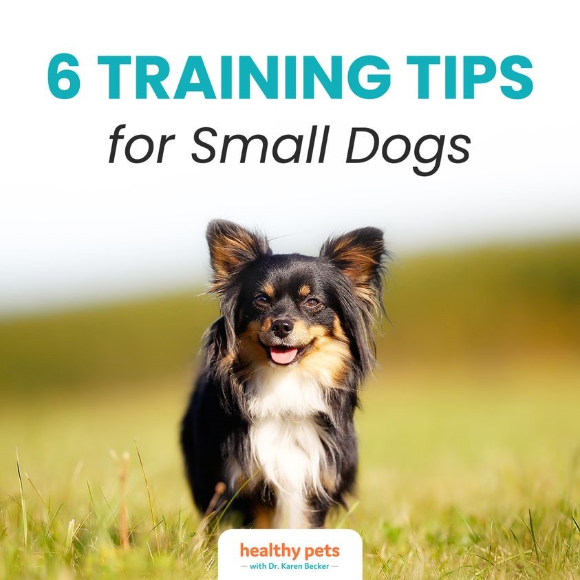 dog training small dogs