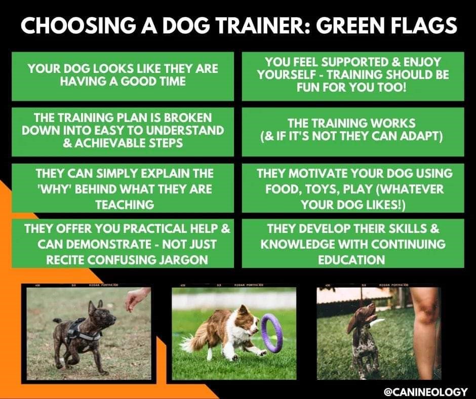 dog training