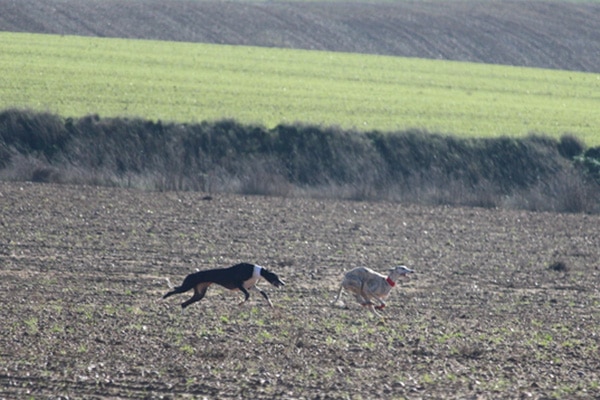 https://agriorbit.com/illegal-hunting-with-dogs-what-farmers-can-do/