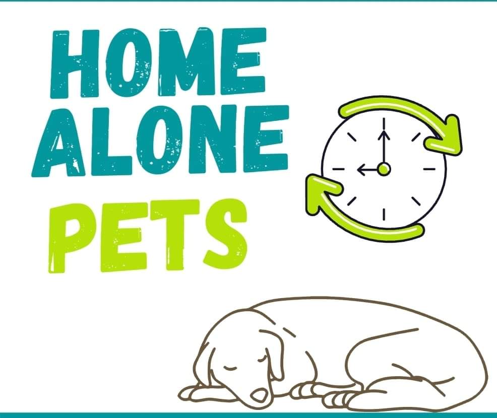 home alone pets
