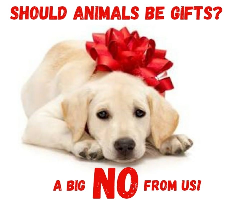 animal gifts
