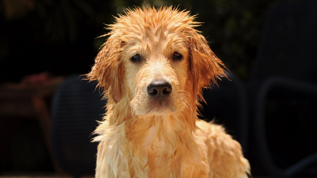 Pool safety
