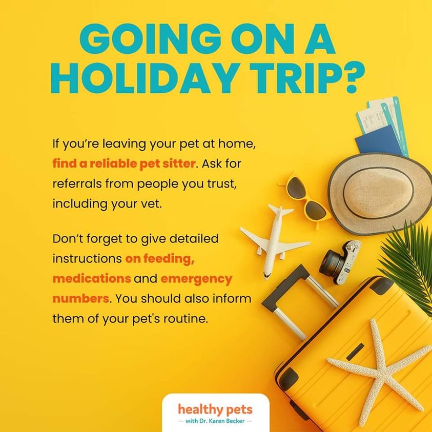 pet sitter holiday