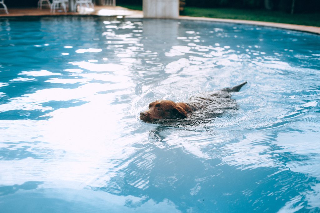 holiday swim safety