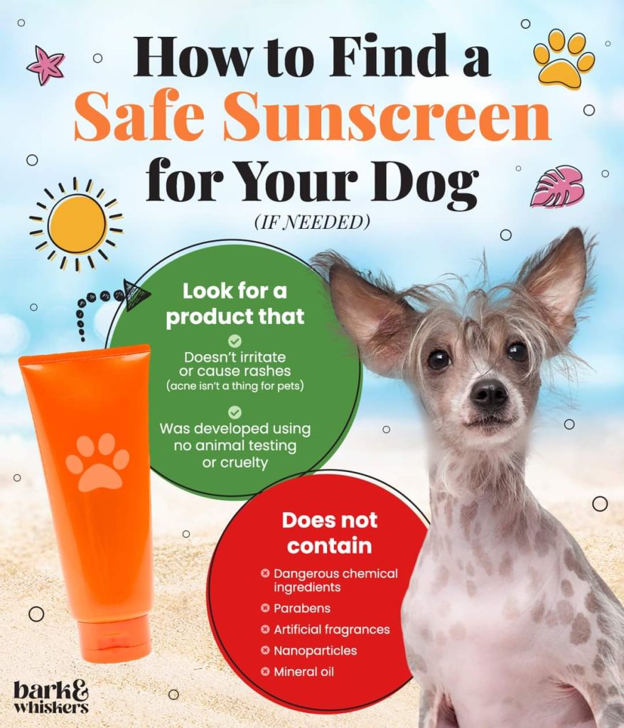 pet sunscreen 