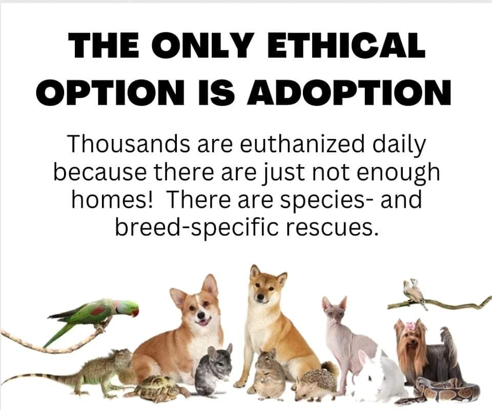 Adoption - Image by The Paw Company