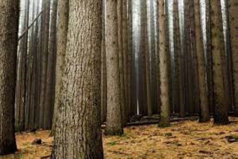 Forestry’s role in advancing South Africa’s Sustainable Development Goals Forestry’s role in advancing South Africa’s Sustainable Development Goals
