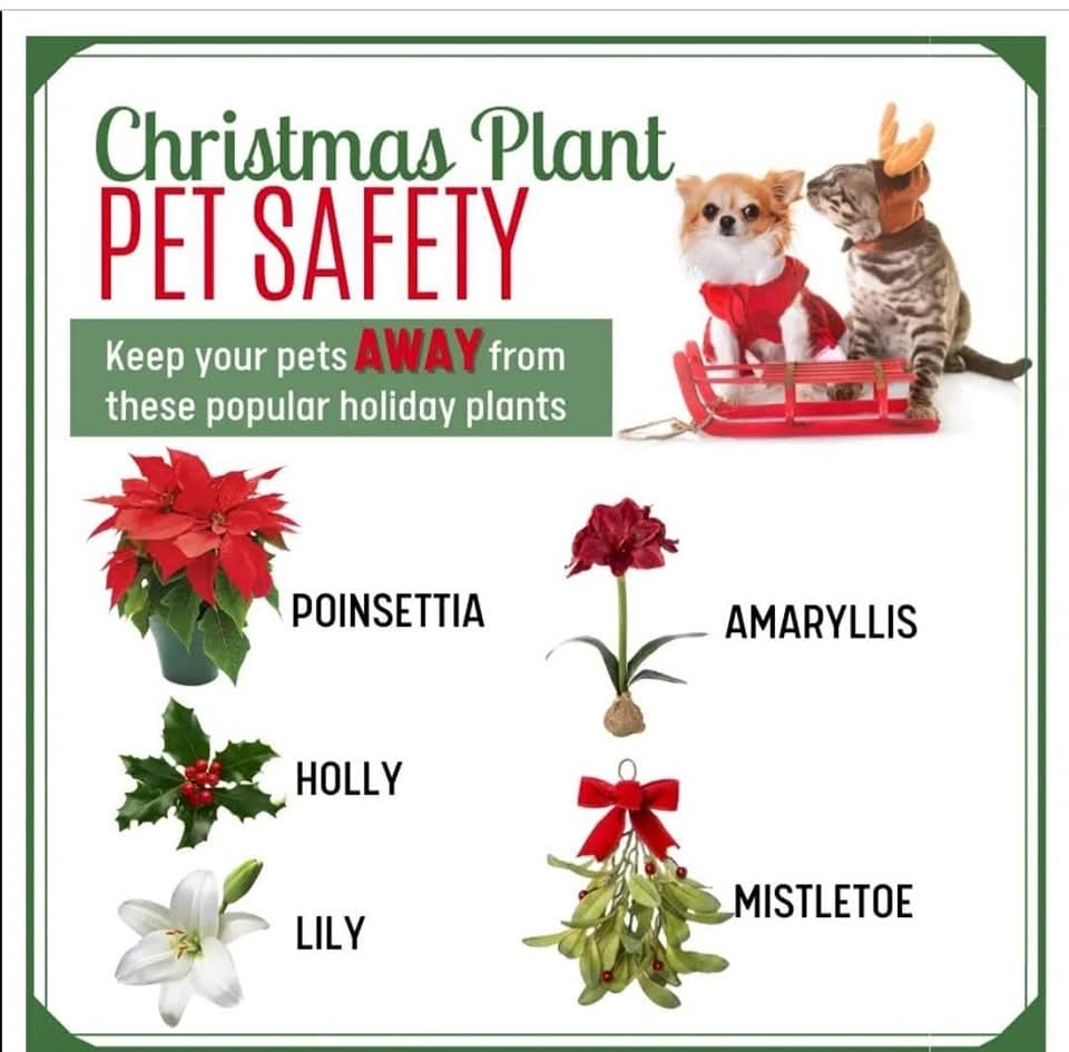 pet christmas safety