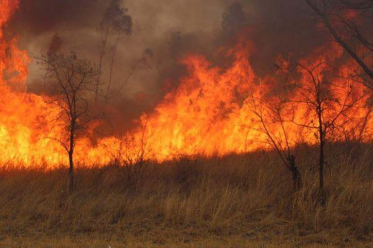 Safe Driving near Veld and Forest Fires