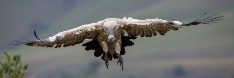Wings and Wind: Tracking Birds to Guide Safer Wind Energy Development in Mpumalanga