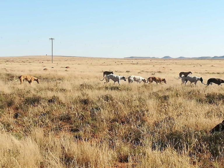 Major Investigation into Illegal Hunting with Dogs Successfully Conducted