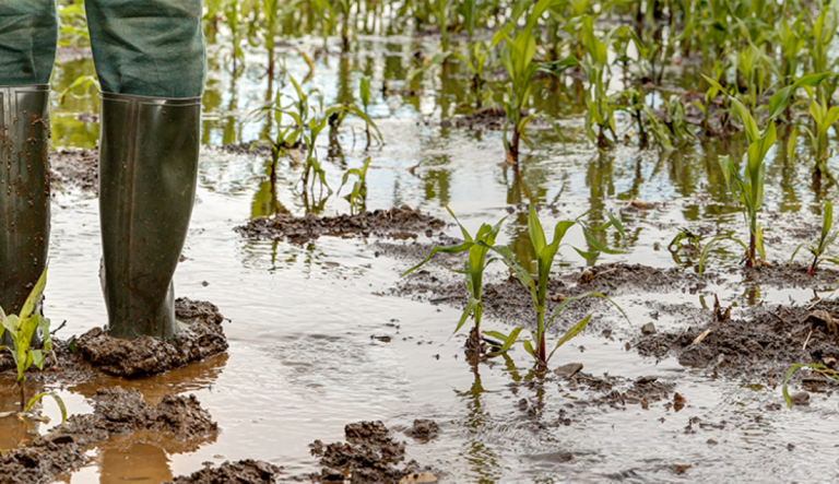 CALLS FOR CLARITY ON R280 MILLION INTENDED FOR MPUMALANGA FLOOD-AFFECTED FARMERS