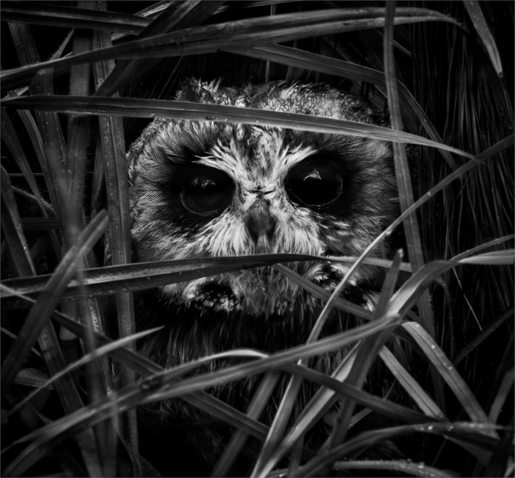 Eyes in the Reeds by Yolandi Geyser